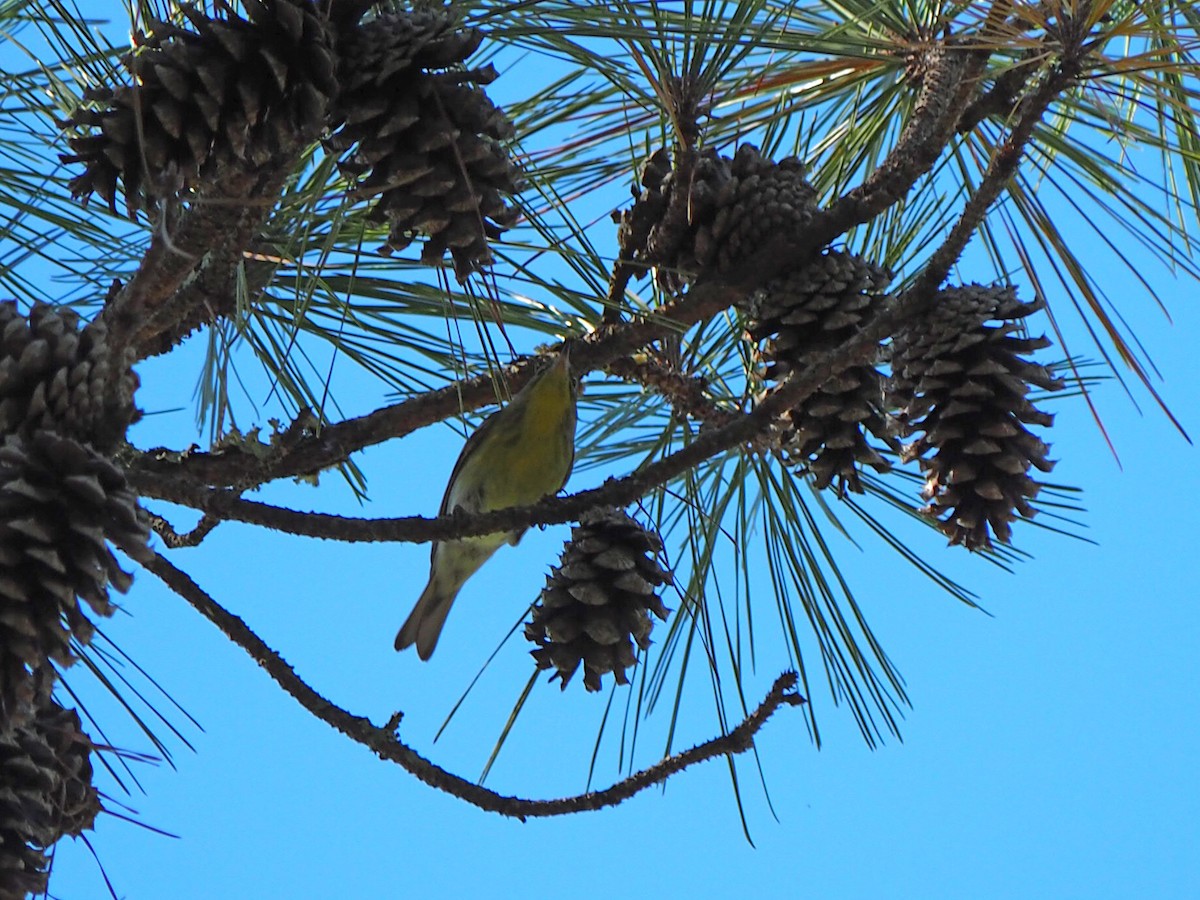 Pine Warbler - ML643065525