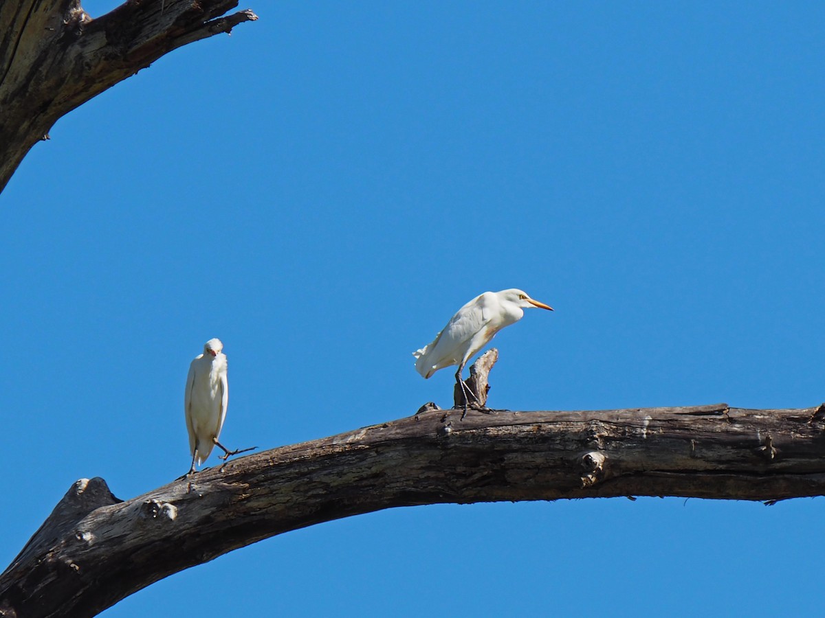 Western Cattle-Egret - ML643065535