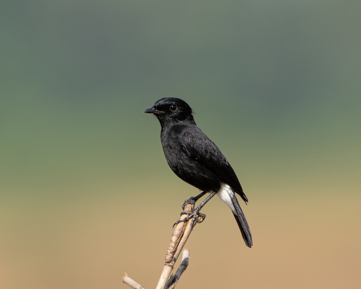 Pied Bushchat - ML643065550