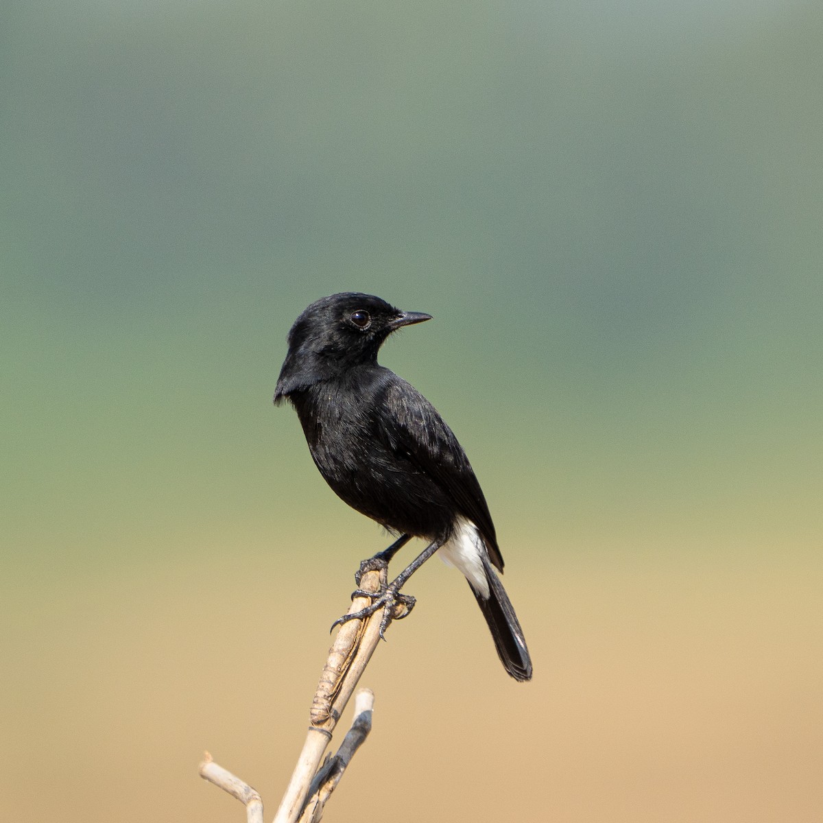 Pied Bushchat - ML643065551