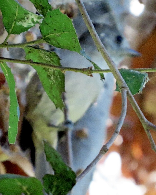 Oak Titmouse - ML643065575