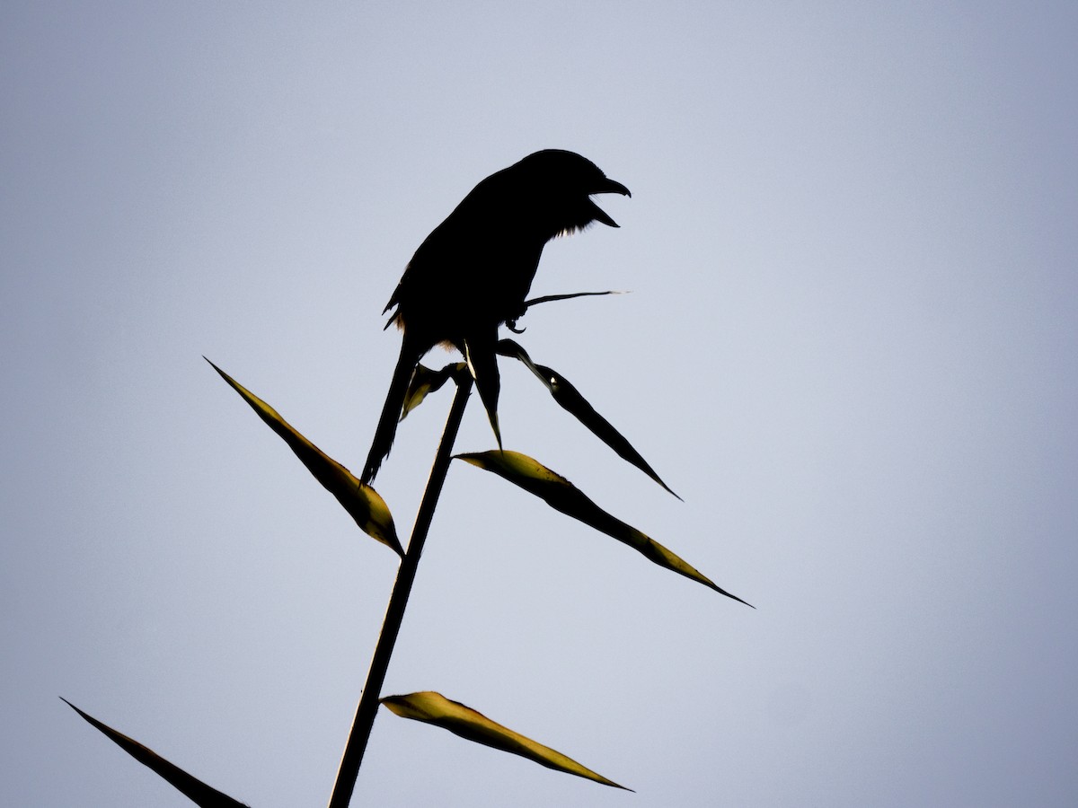 Gray-backed Shrike - ML643065576