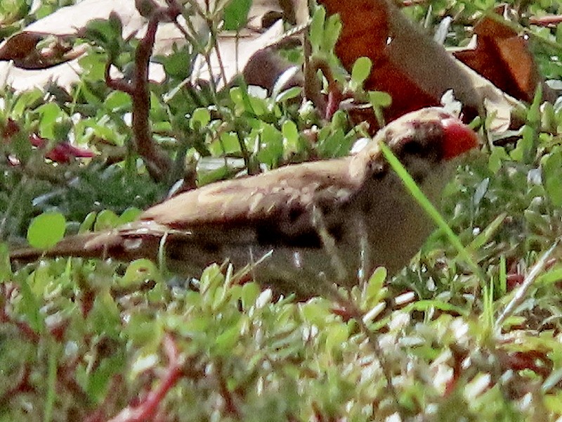Pin-tailed Whydah - ML643065606