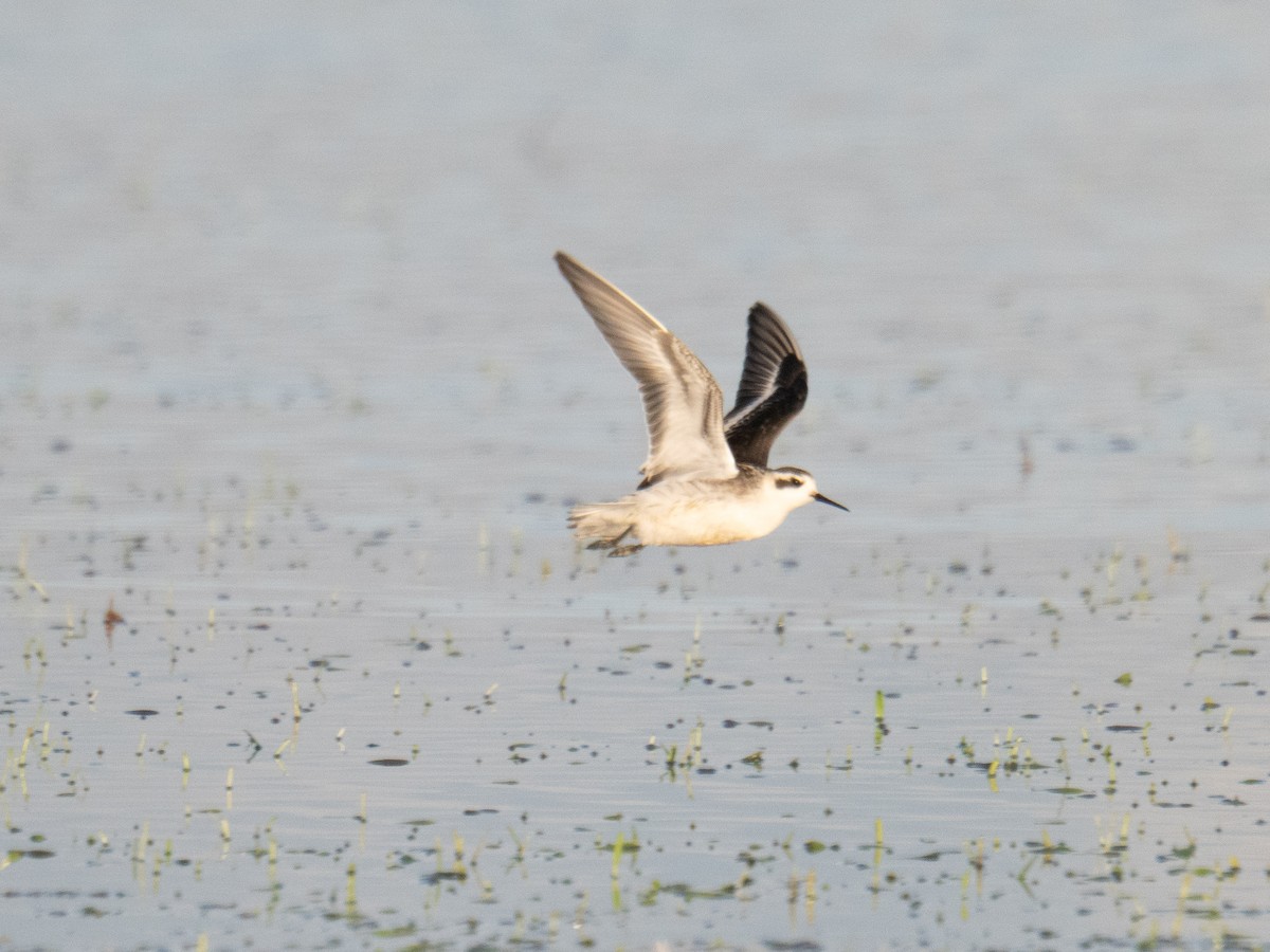 Red-necked Phalarope - Todd Ramsden
