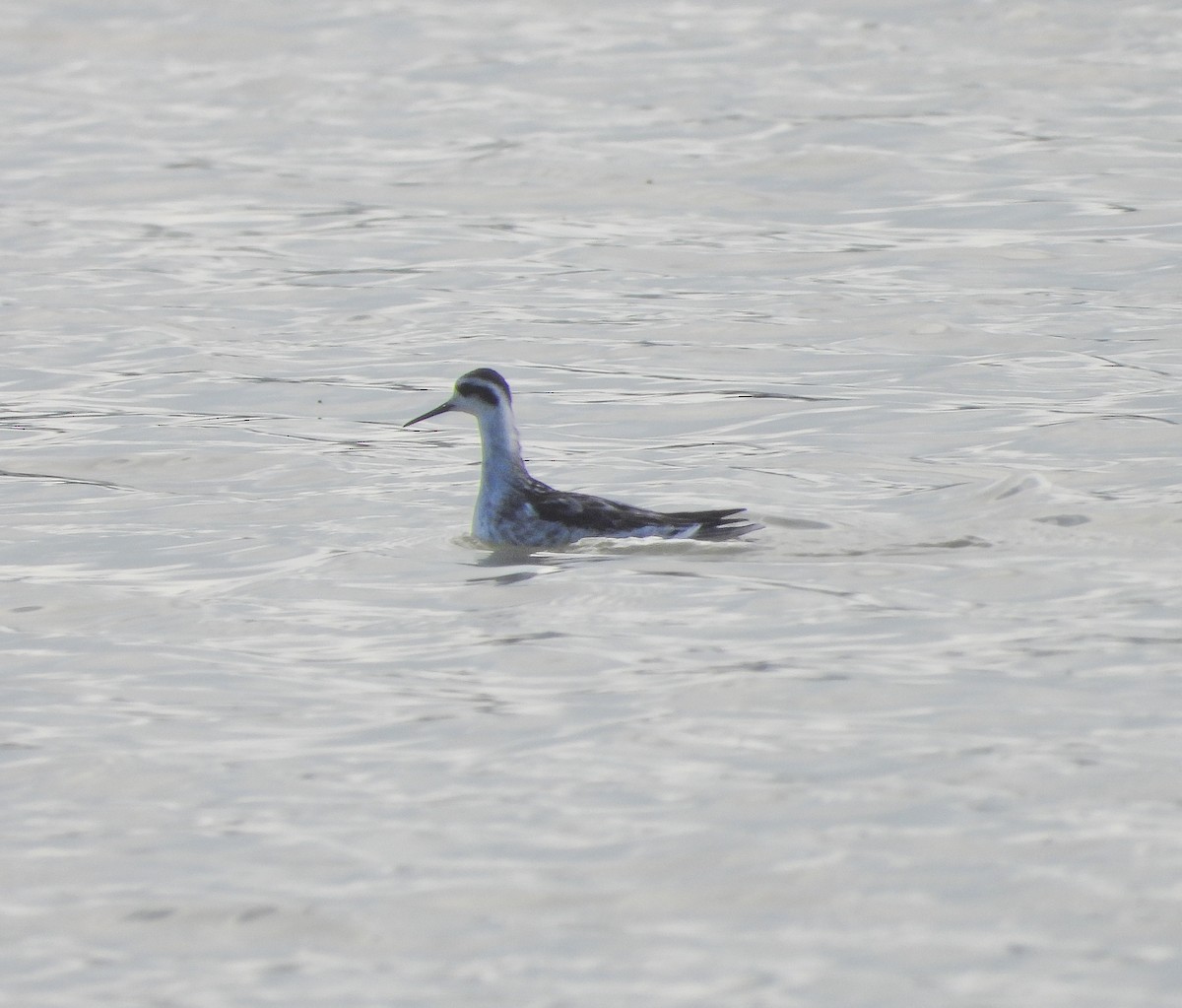 Red-necked Phalarope - ML643065647