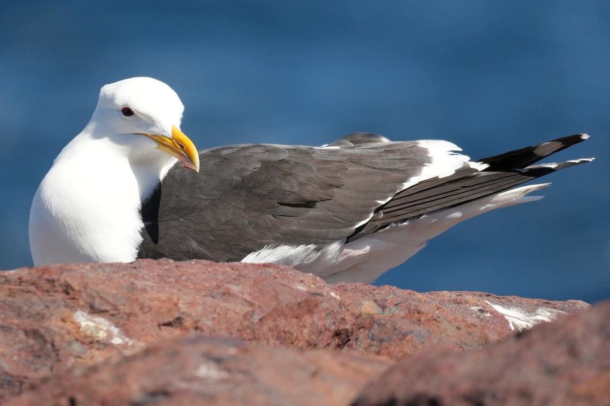 Kelp Gull - ML643065659