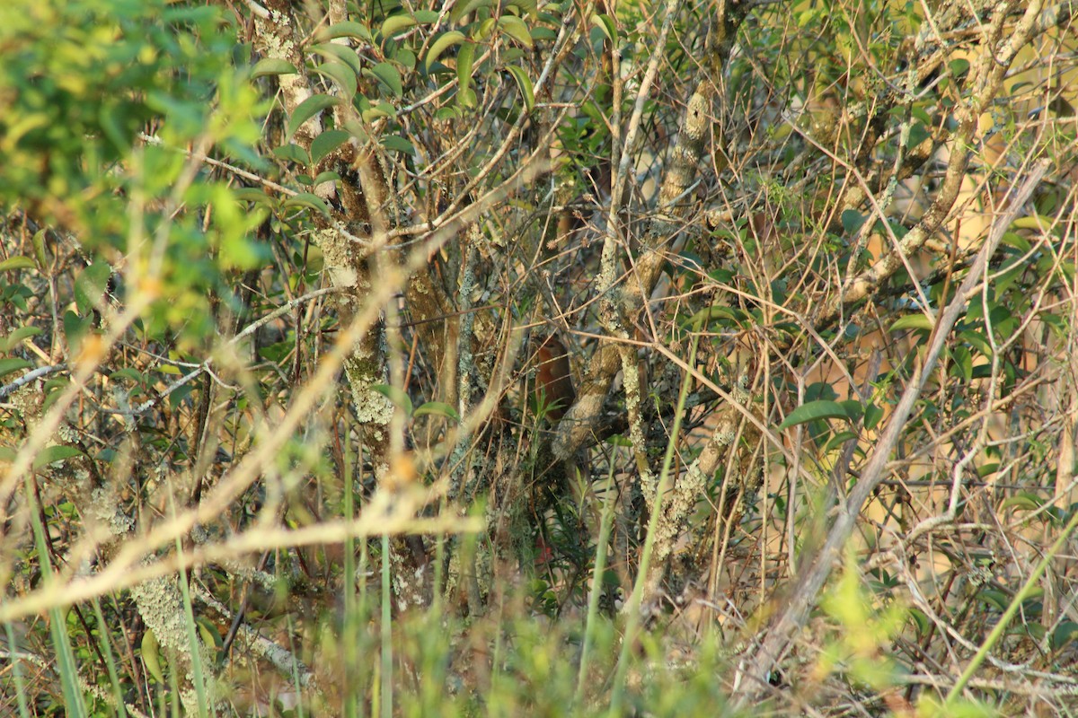 Orange-breasted Thornbird - ML643065662