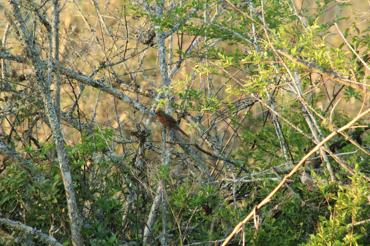 Orange-breasted Thornbird - ML643065663