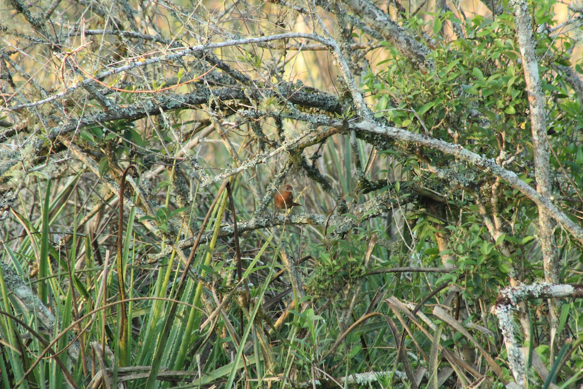 Orange-breasted Thornbird - ML643065664