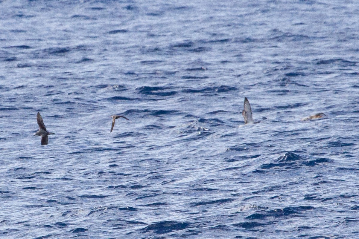 Cook's Petrel - ML643065678