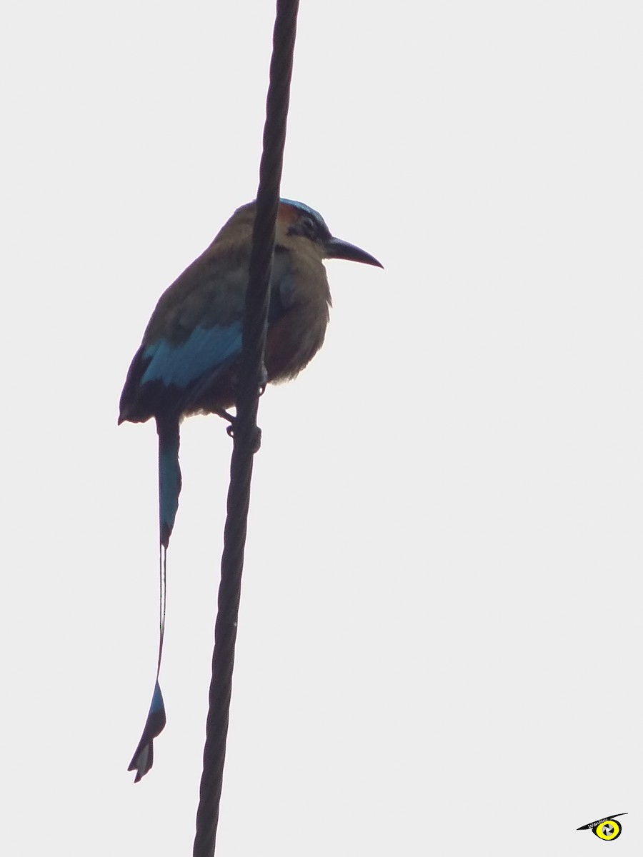 Turquoise-browed Motmot - ML643065687