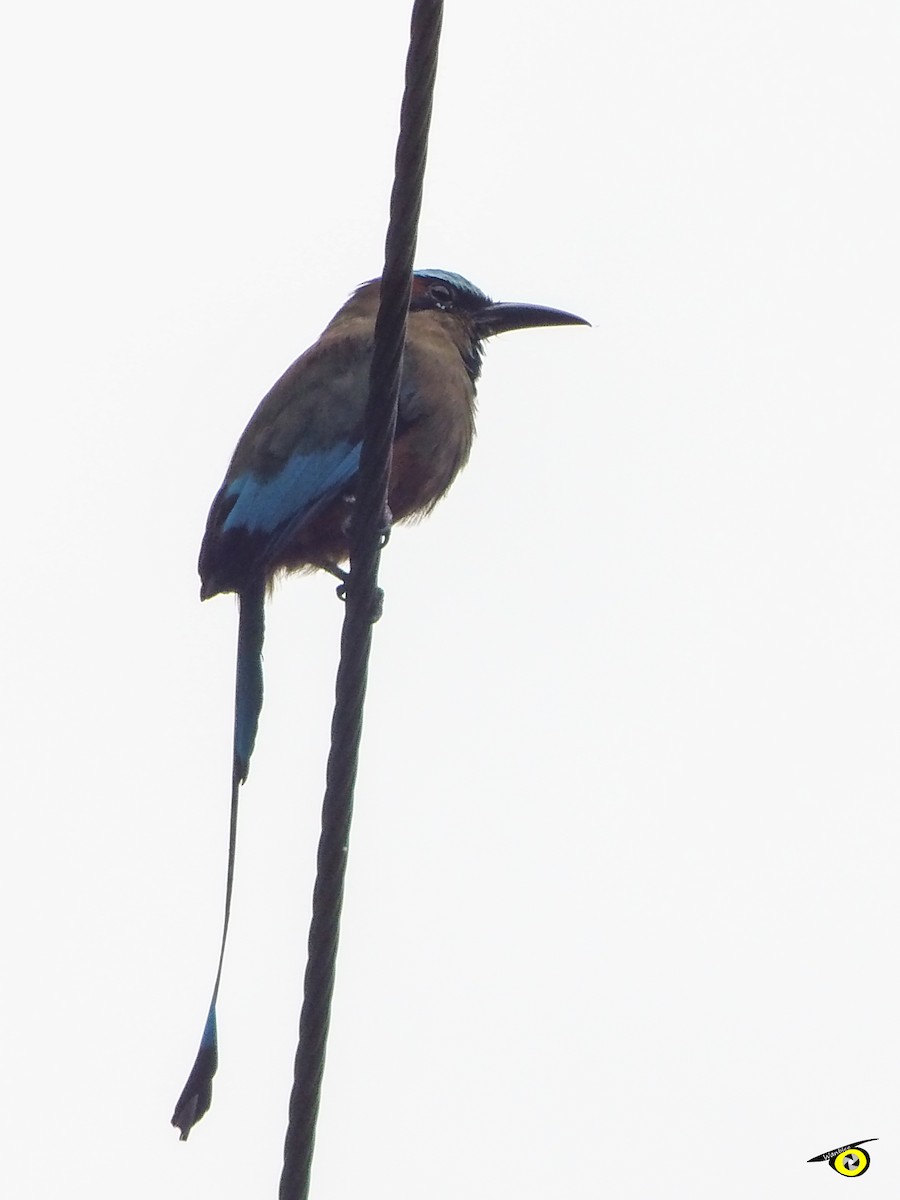 Turquoise-browed Motmot - ML643065688