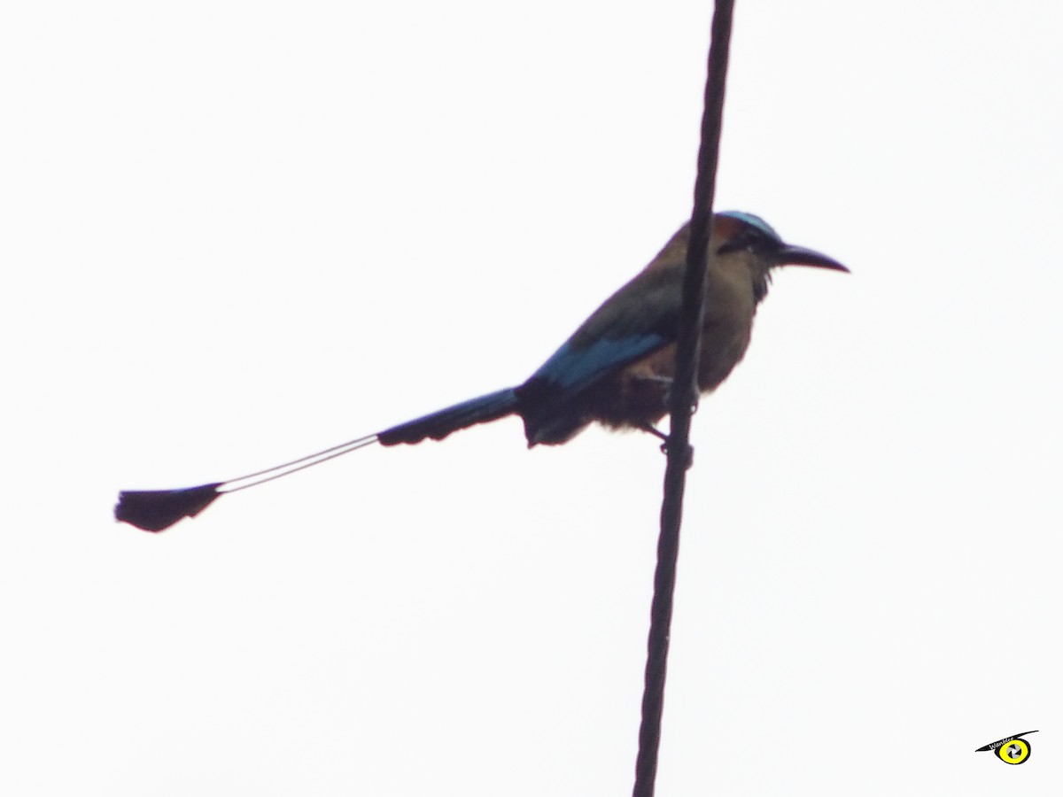 Turquoise-browed Motmot - ML643065689