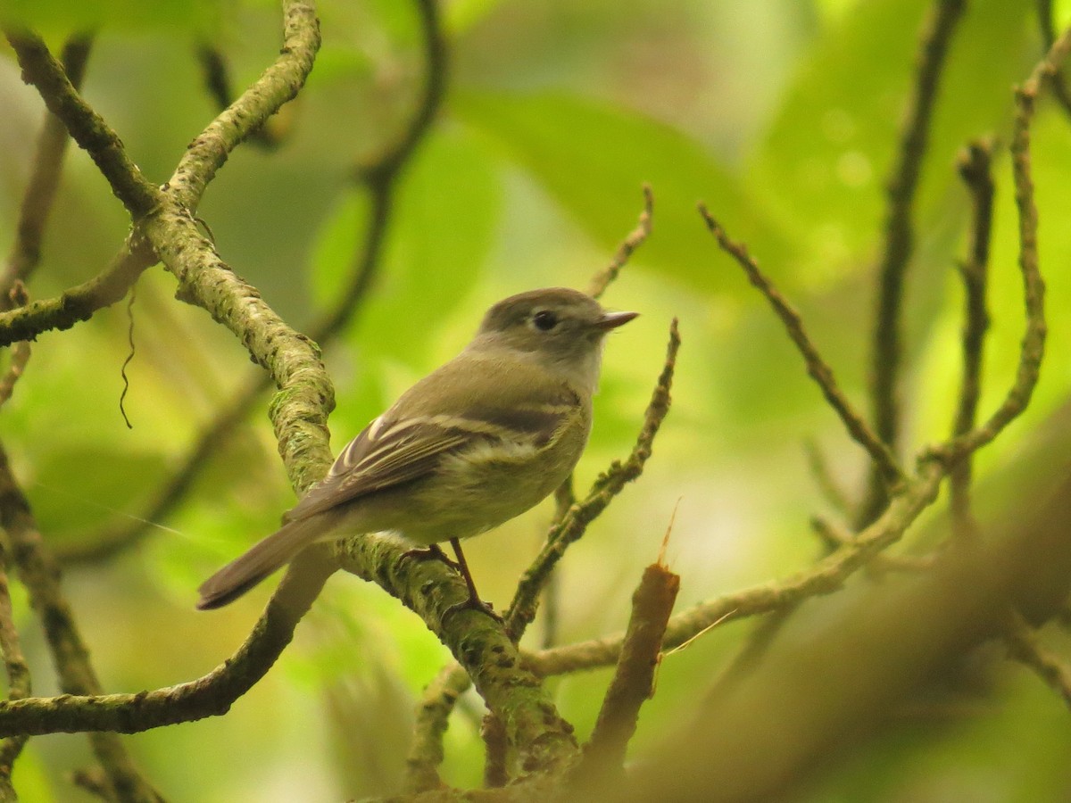 Hammond's Flycatcher - ML643065696