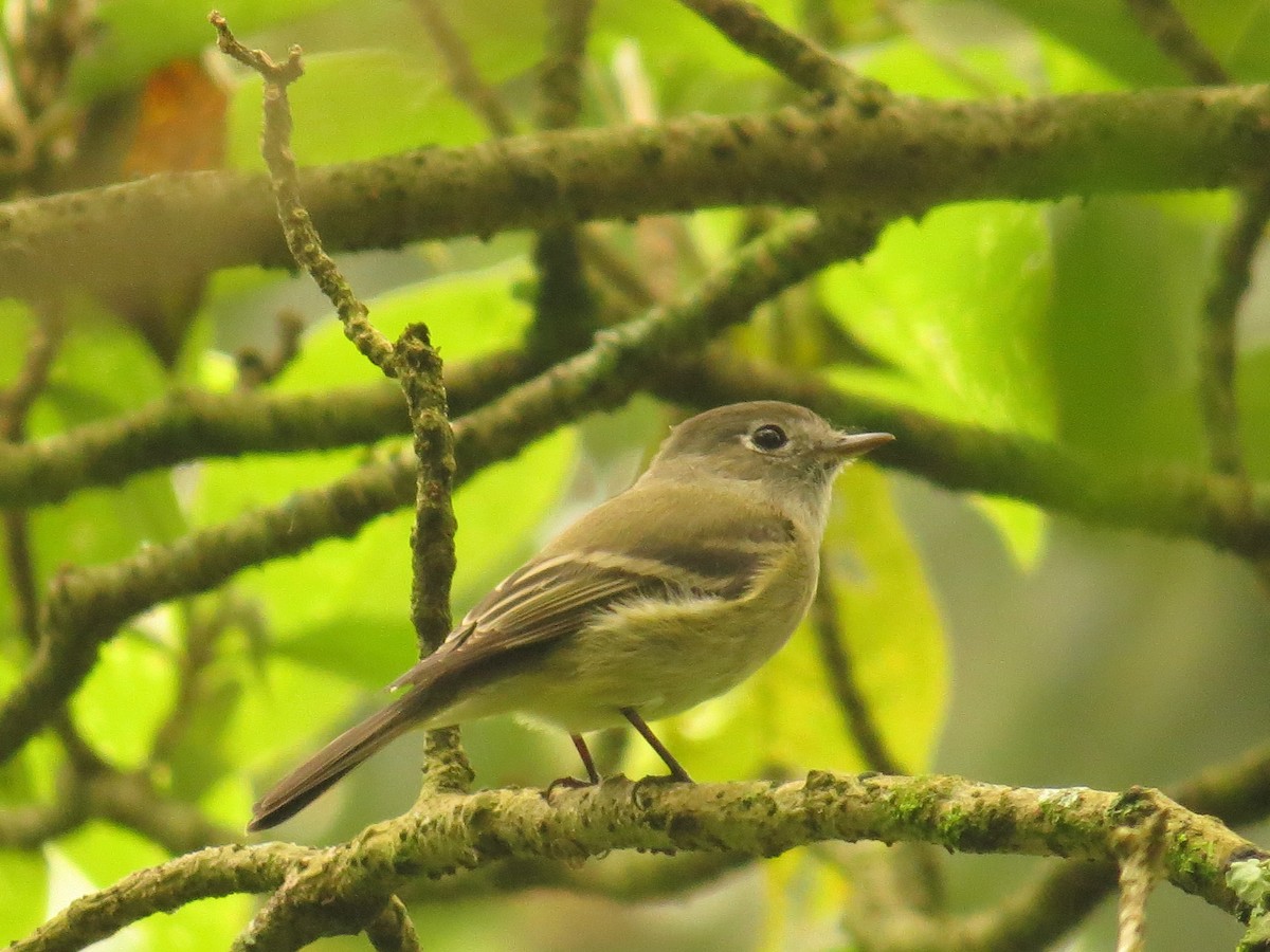 Hammond's Flycatcher - ML643065697