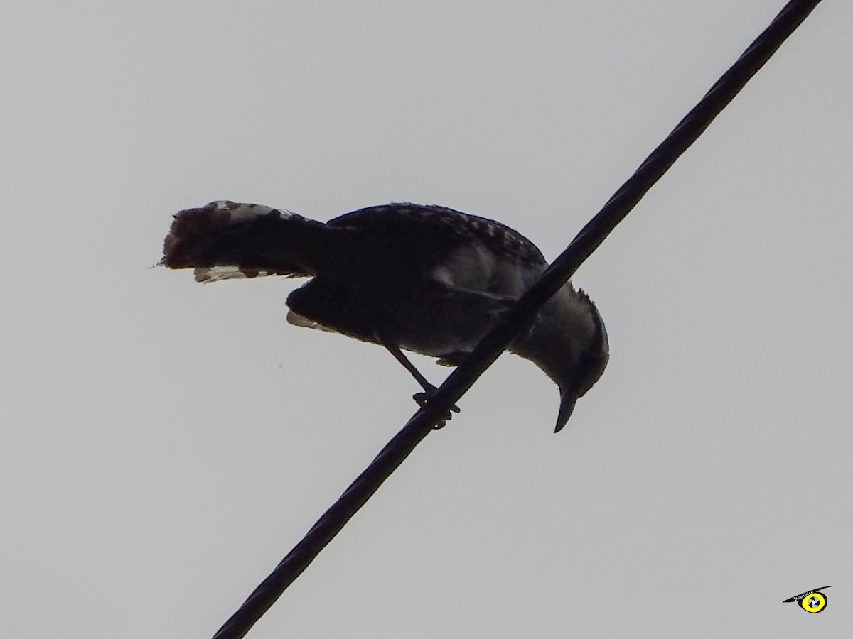 Rufous-backed Wren - ML643065705