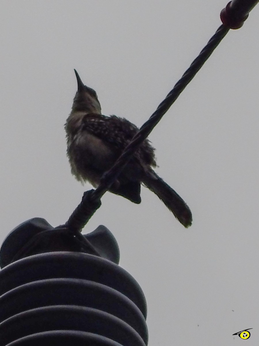 Rufous-backed Wren - ML643065706