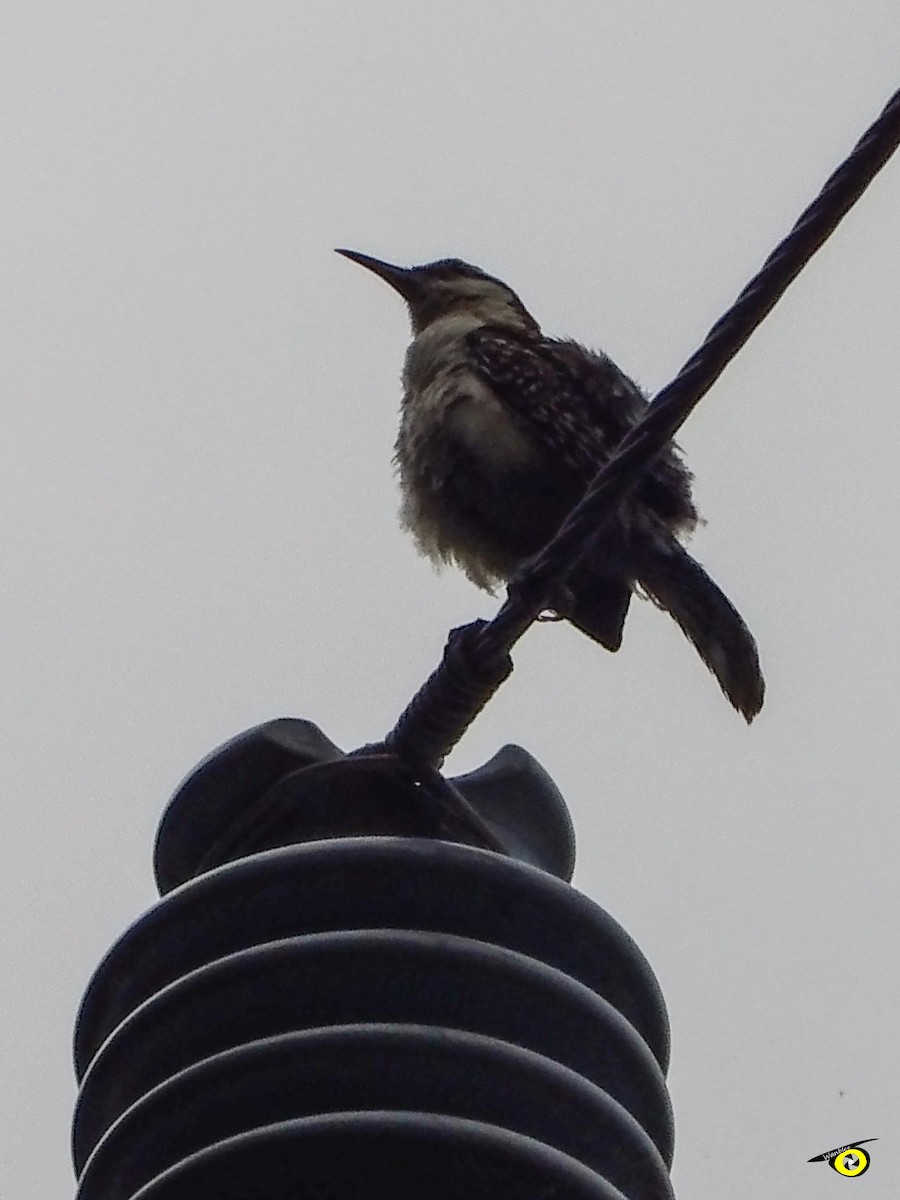 Rufous-backed Wren - ML643065707