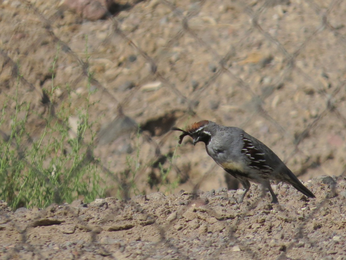 Gambel's Quail - ML643065713