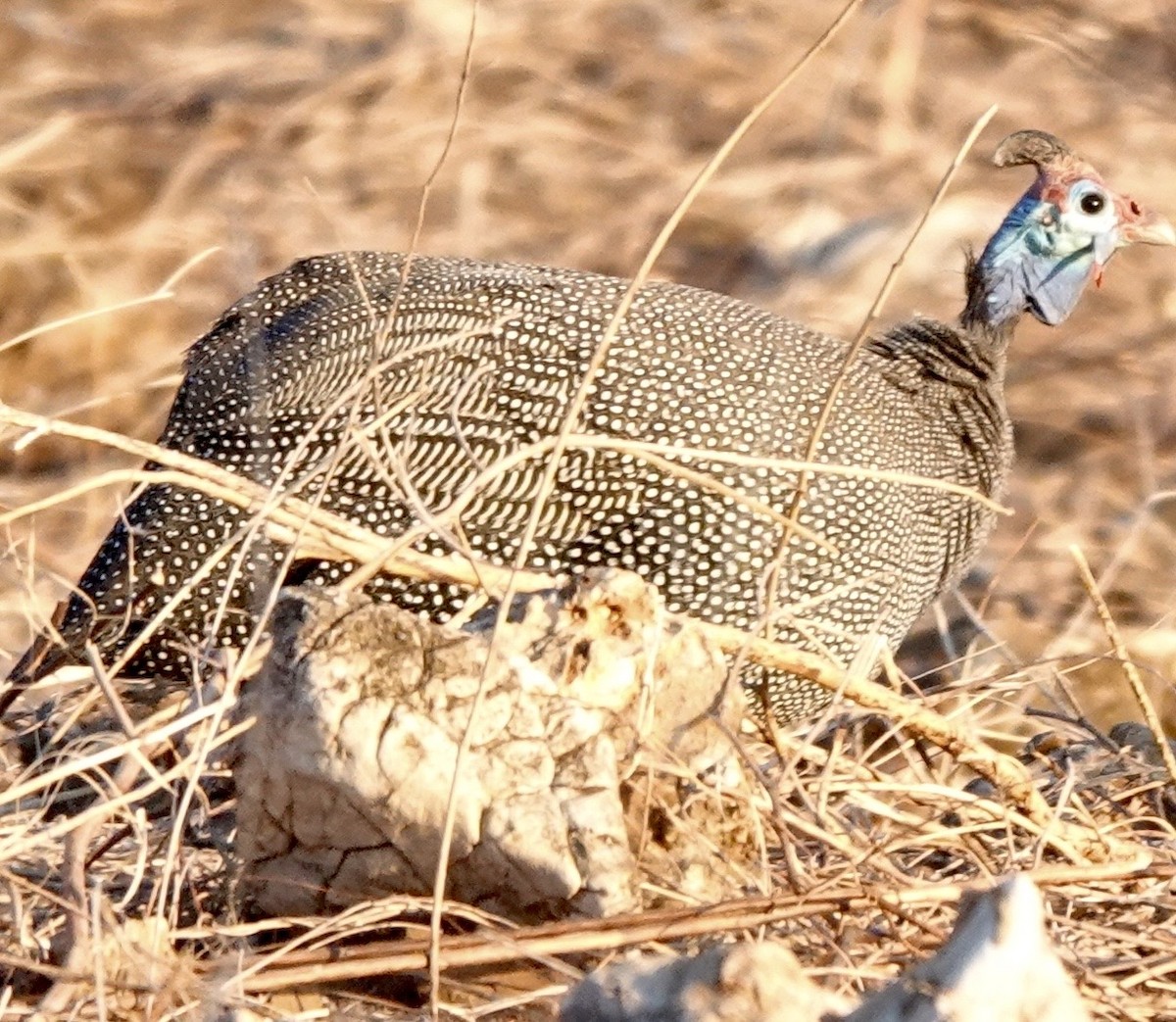 פנינית הקסדה - ML643065718