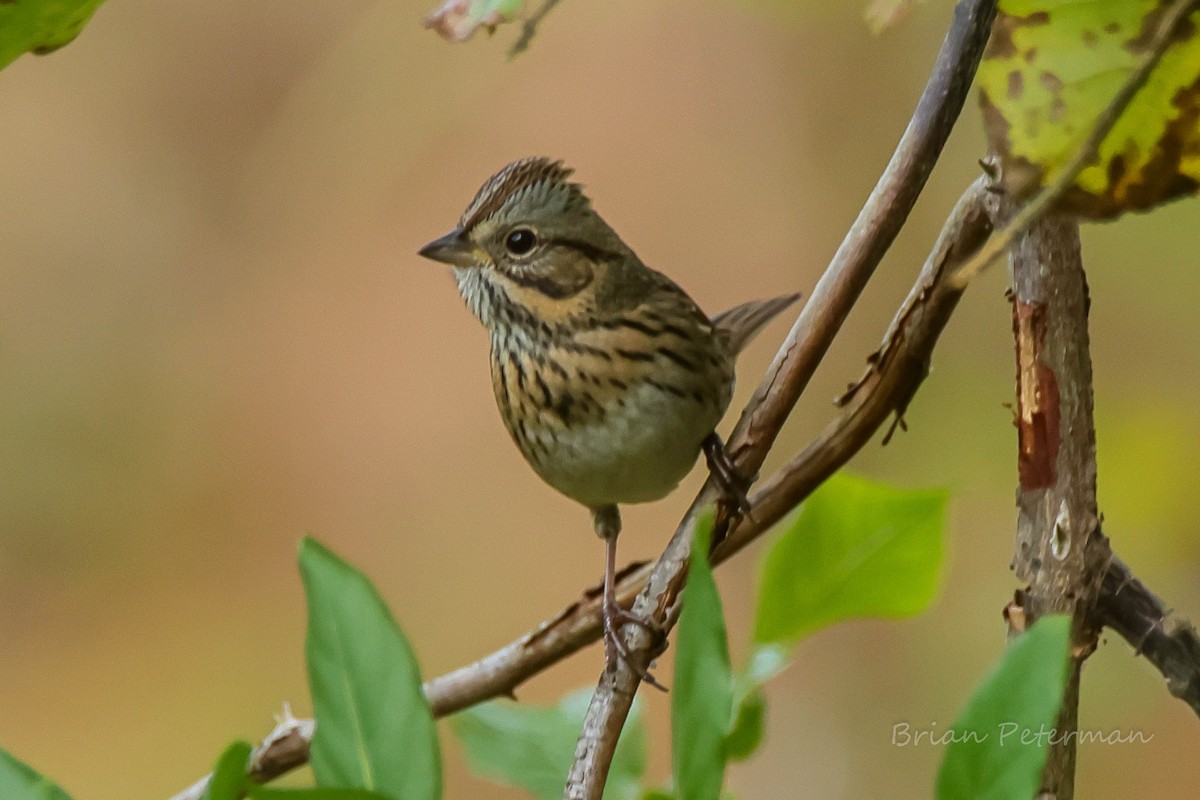 Lincoln's Sparrow - ML643065727