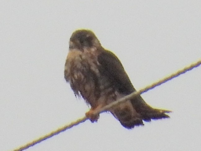 Merlin - ML643065733