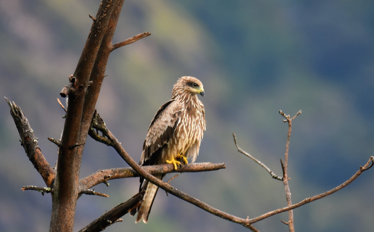 Black Kite - ML643065745
