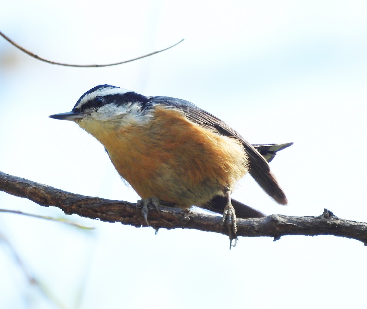 Red-breasted Nuthatch - ML643065750