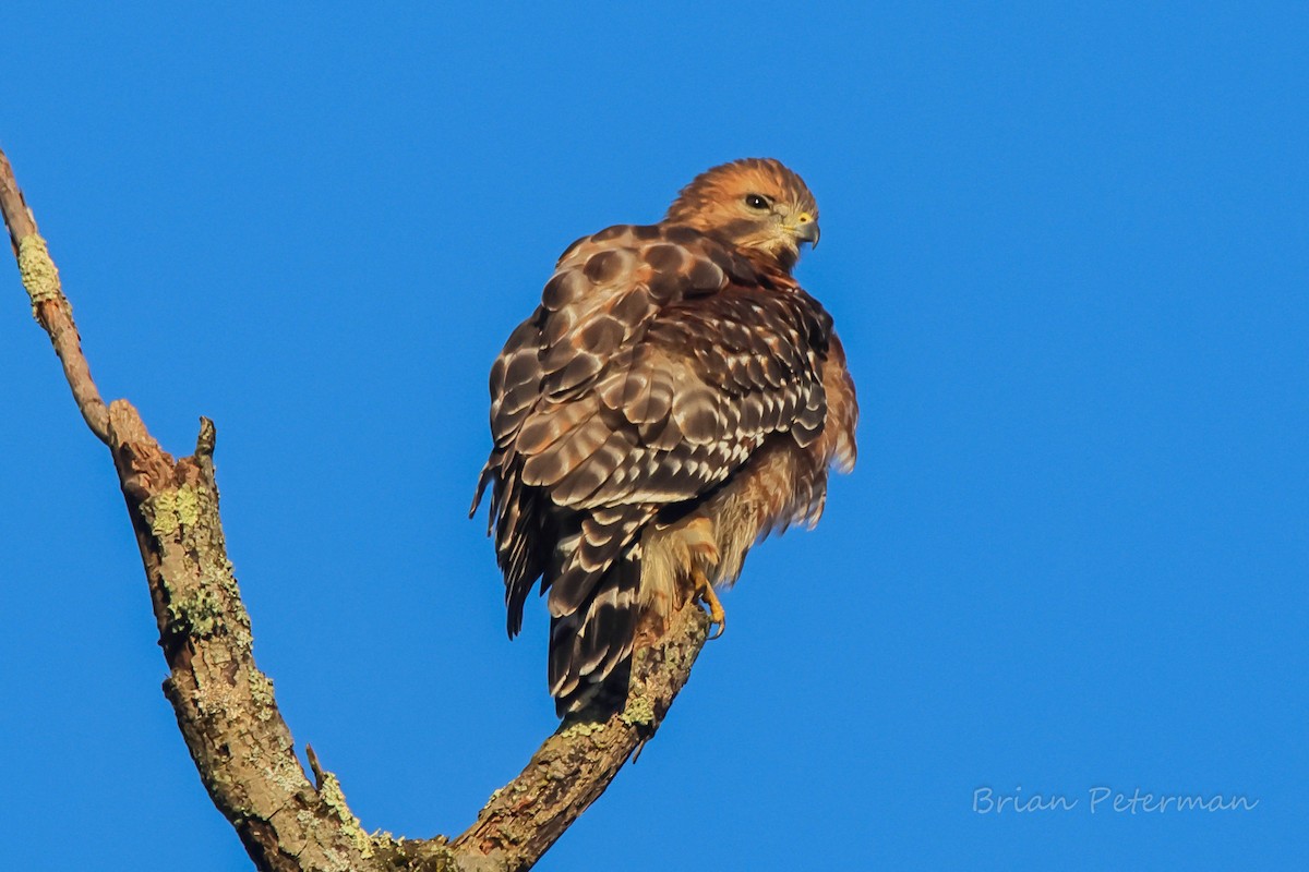 Red-shouldered Hawk - ML643065756
