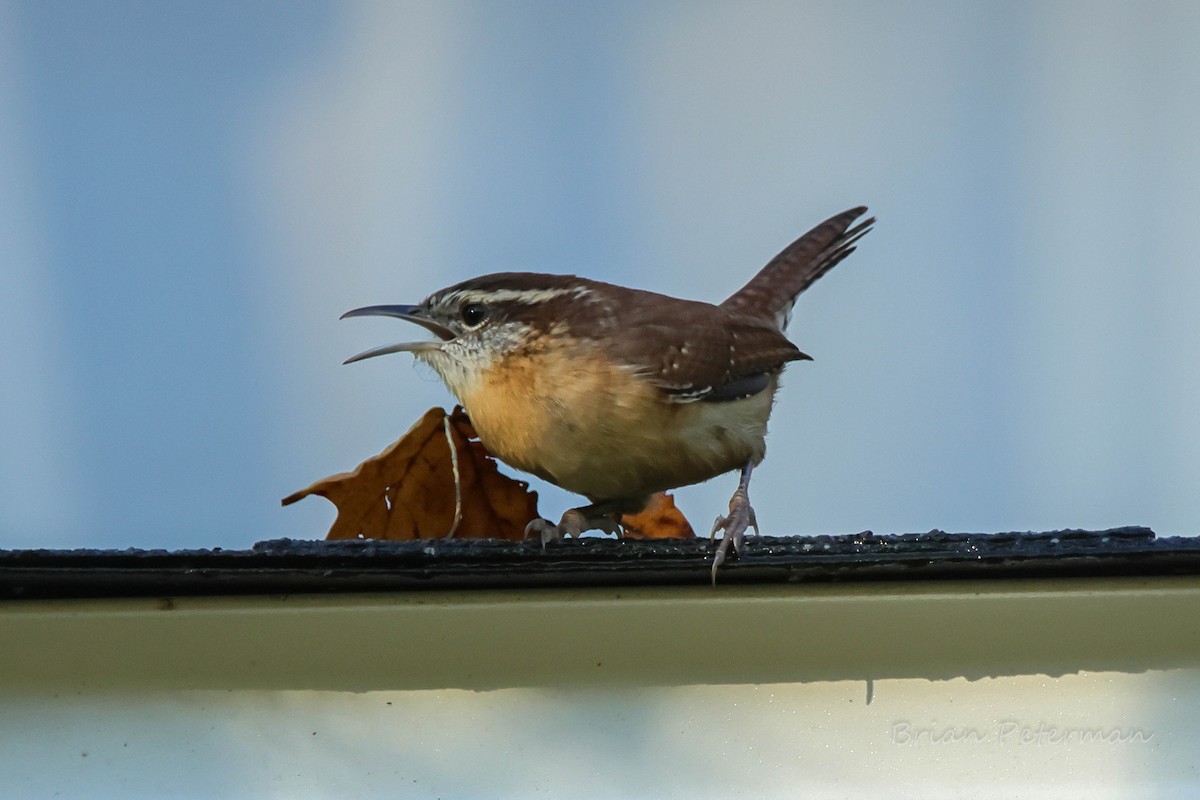 Carolina Wren - ML643065765