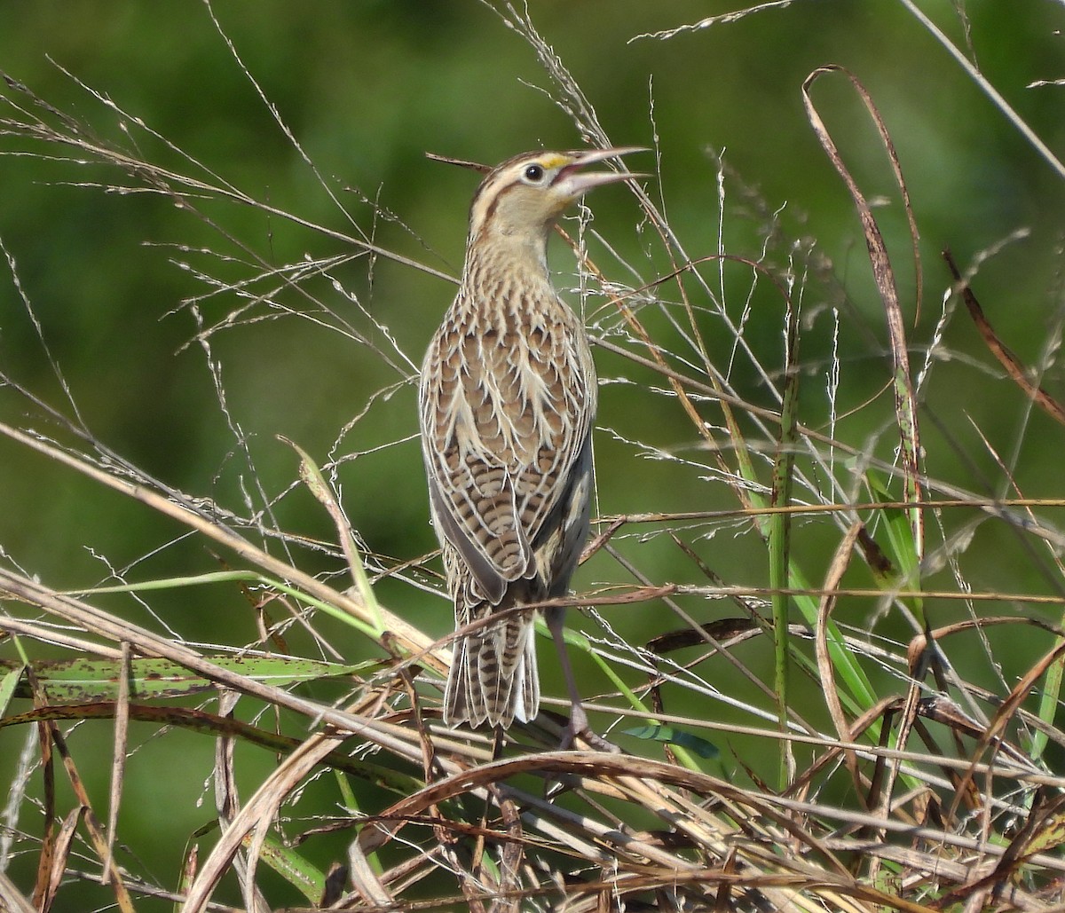 Eastern Meadowlark - ML643065767