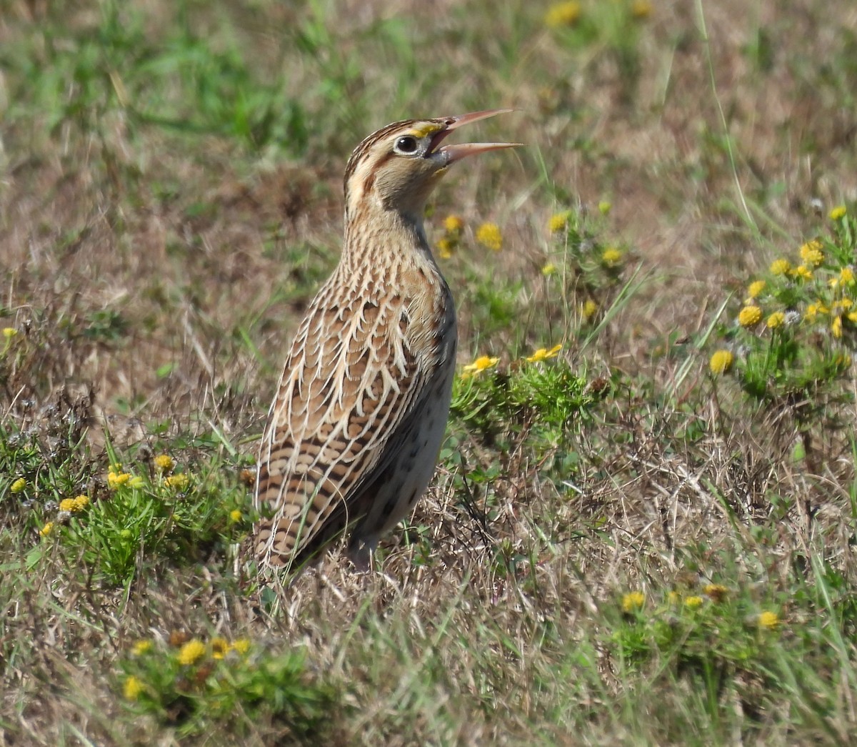Eastern Meadowlark - ML643065769
