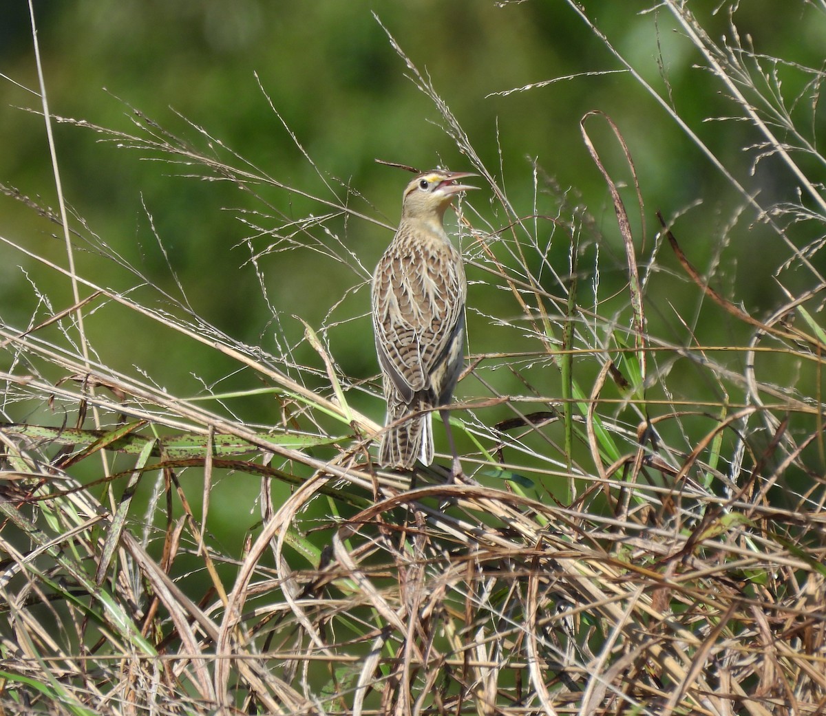 Eastern Meadowlark - ML643065770
