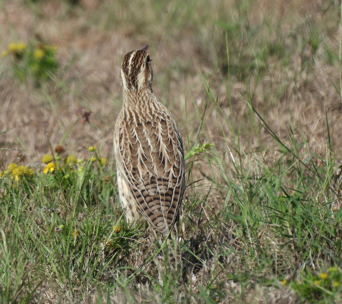 Eastern Meadowlark - ML643065771
