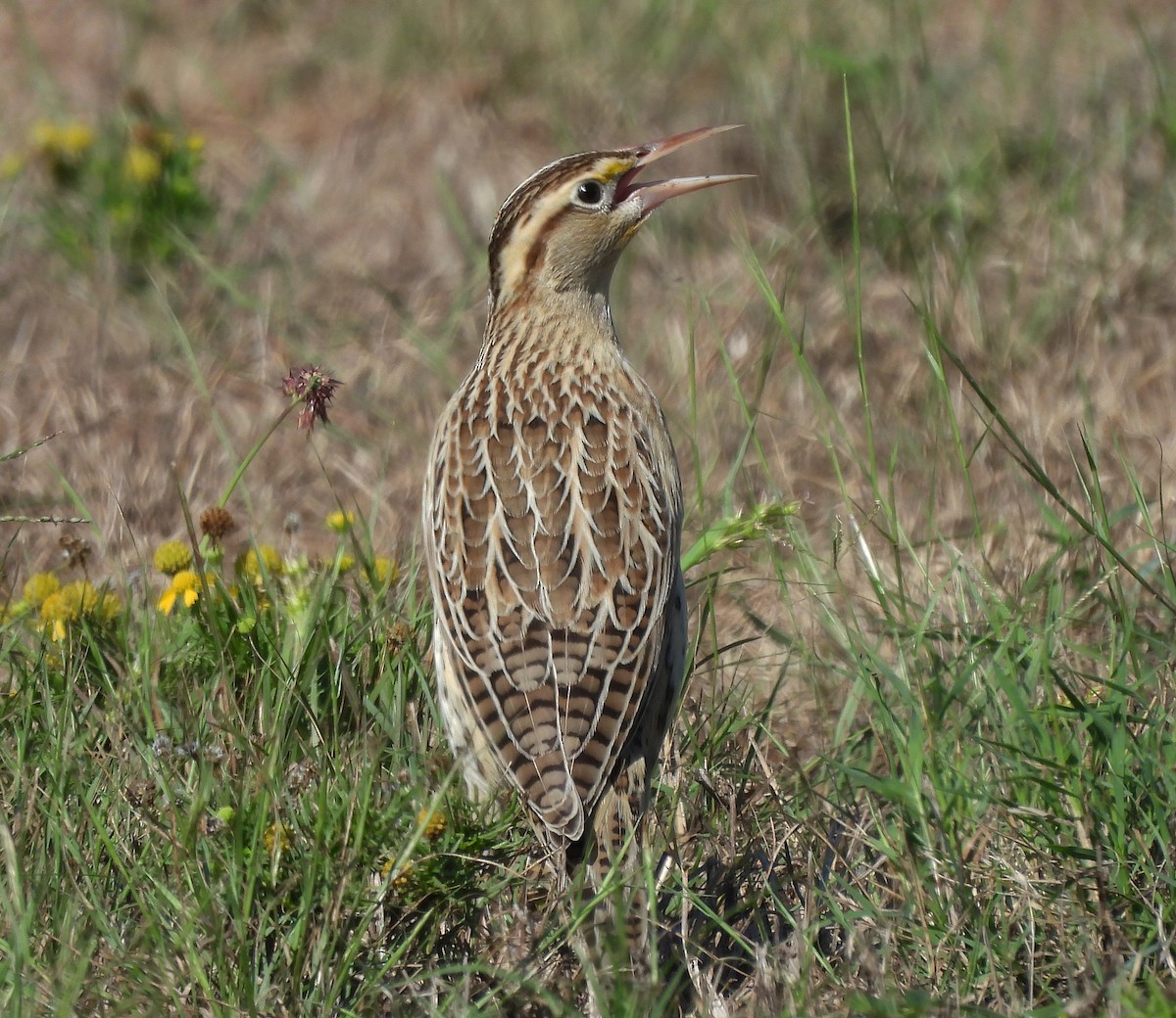 Eastern Meadowlark - ML643065772