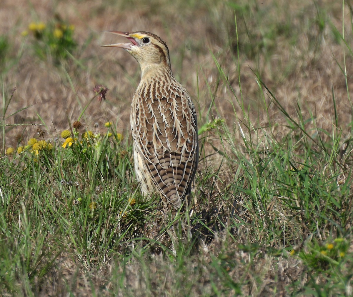 Eastern Meadowlark - ML643065773