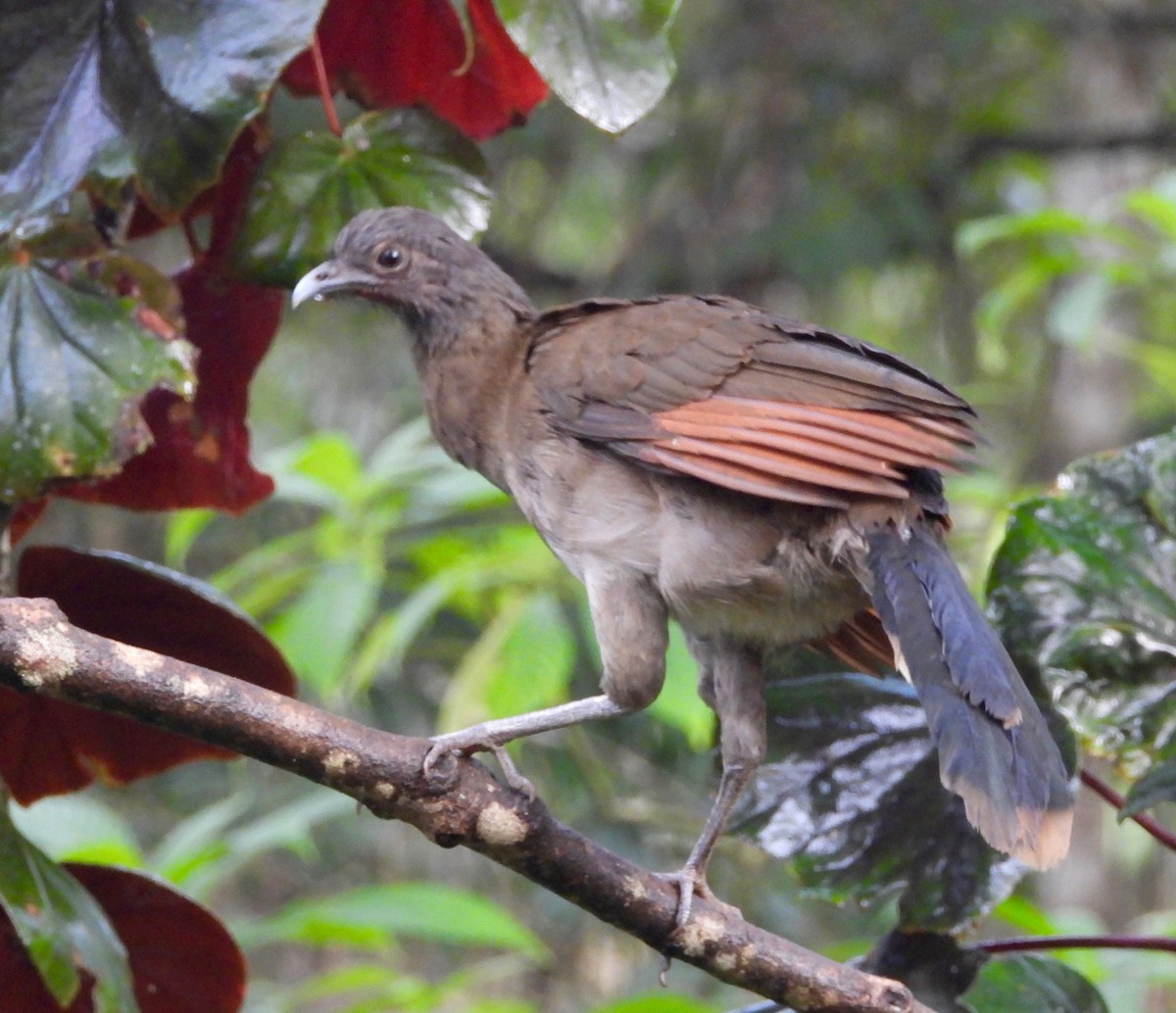 Gray-headed Chachalaca - ML643065783