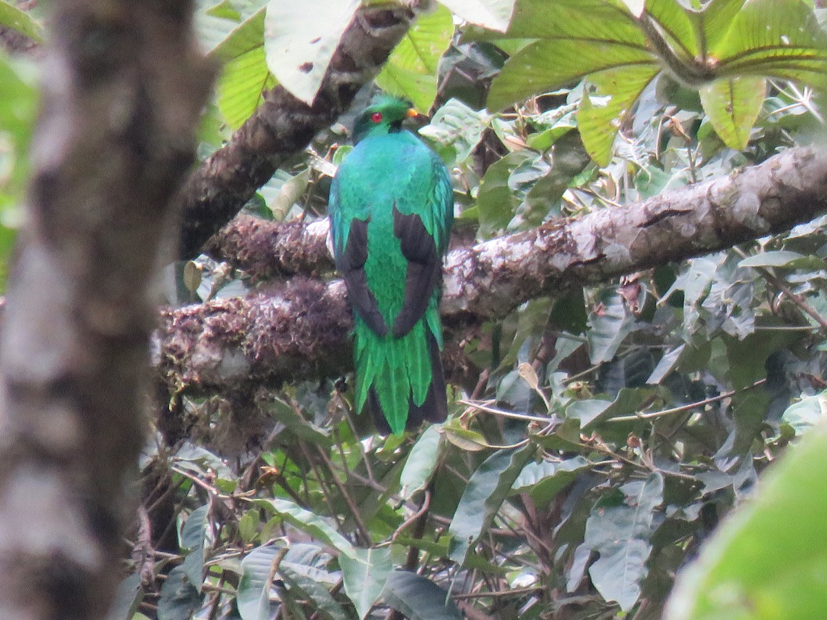 Golden-headed Quetzal - ML643065790