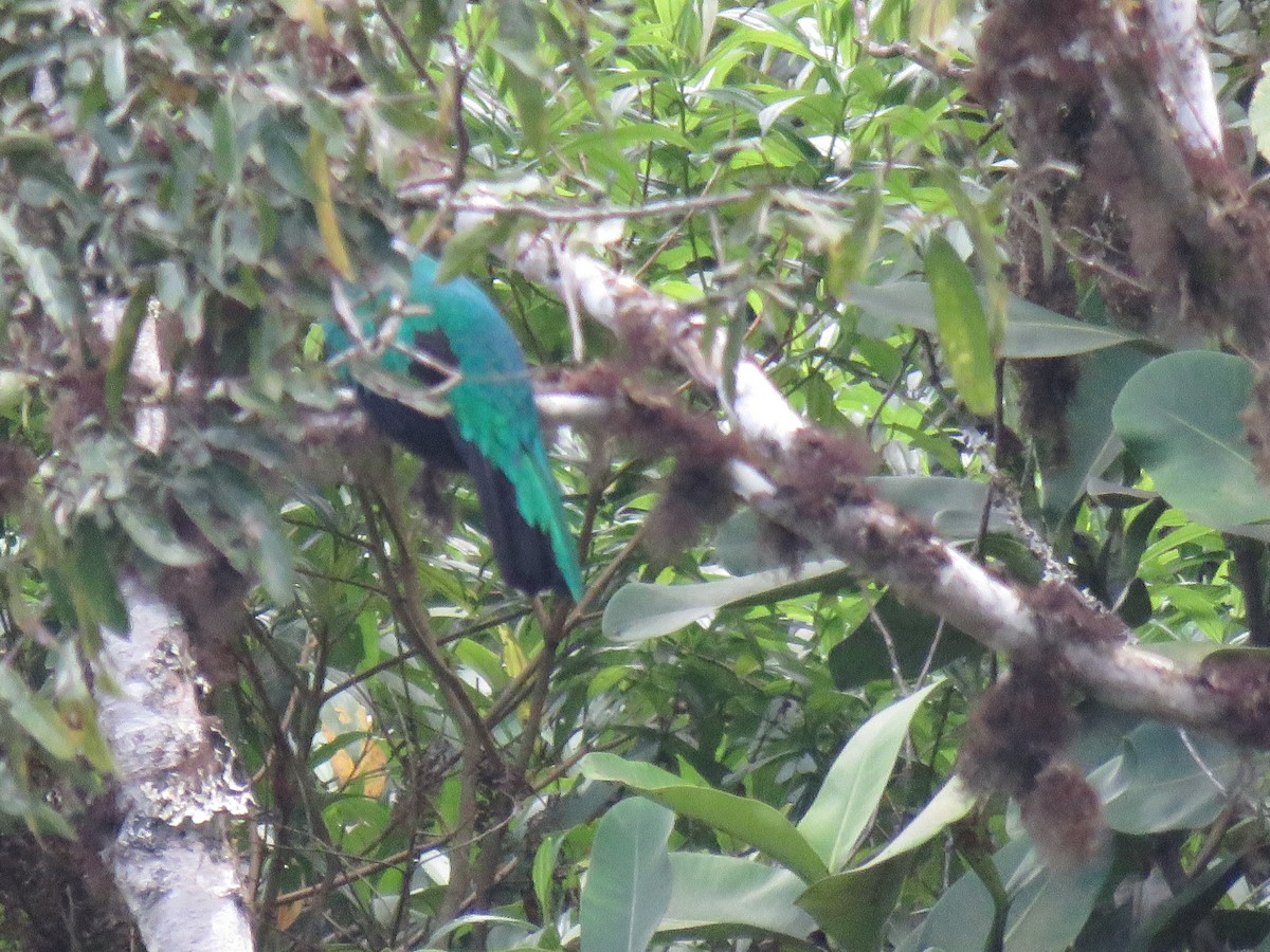 Golden-headed Quetzal - ML643065799