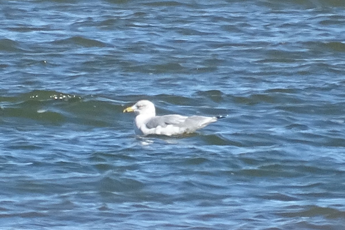 American Herring Gull - ML643065800