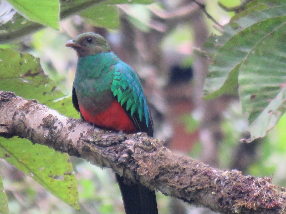 Golden-headed Quetzal - ML643065804