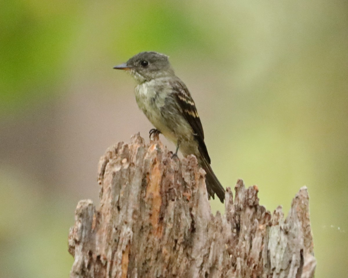 Eastern Wood-Pewee - ML643065823