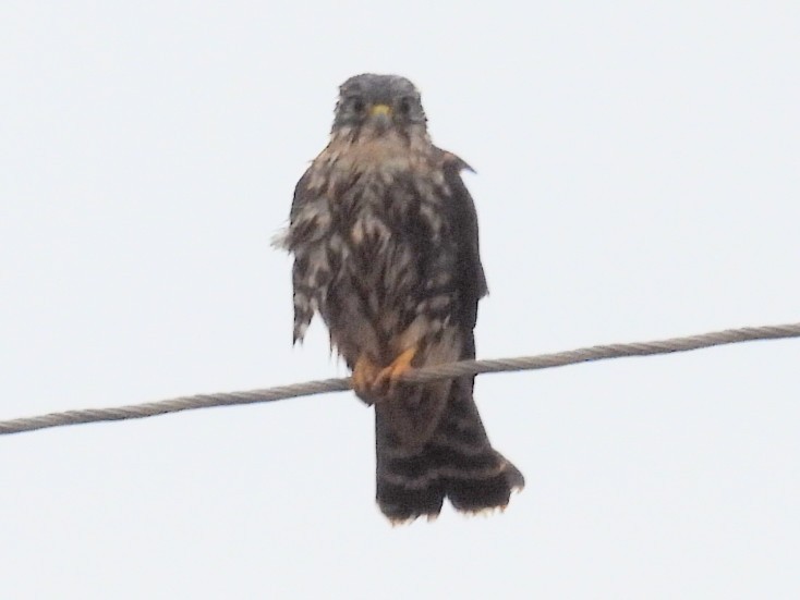 Merlin - ML643065829