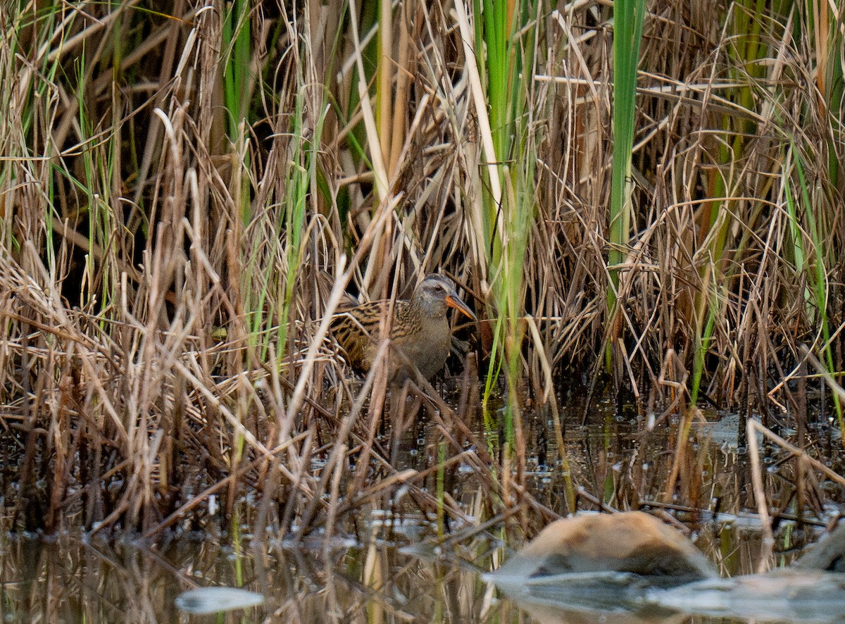 東亞秧雞 - ML643065851
