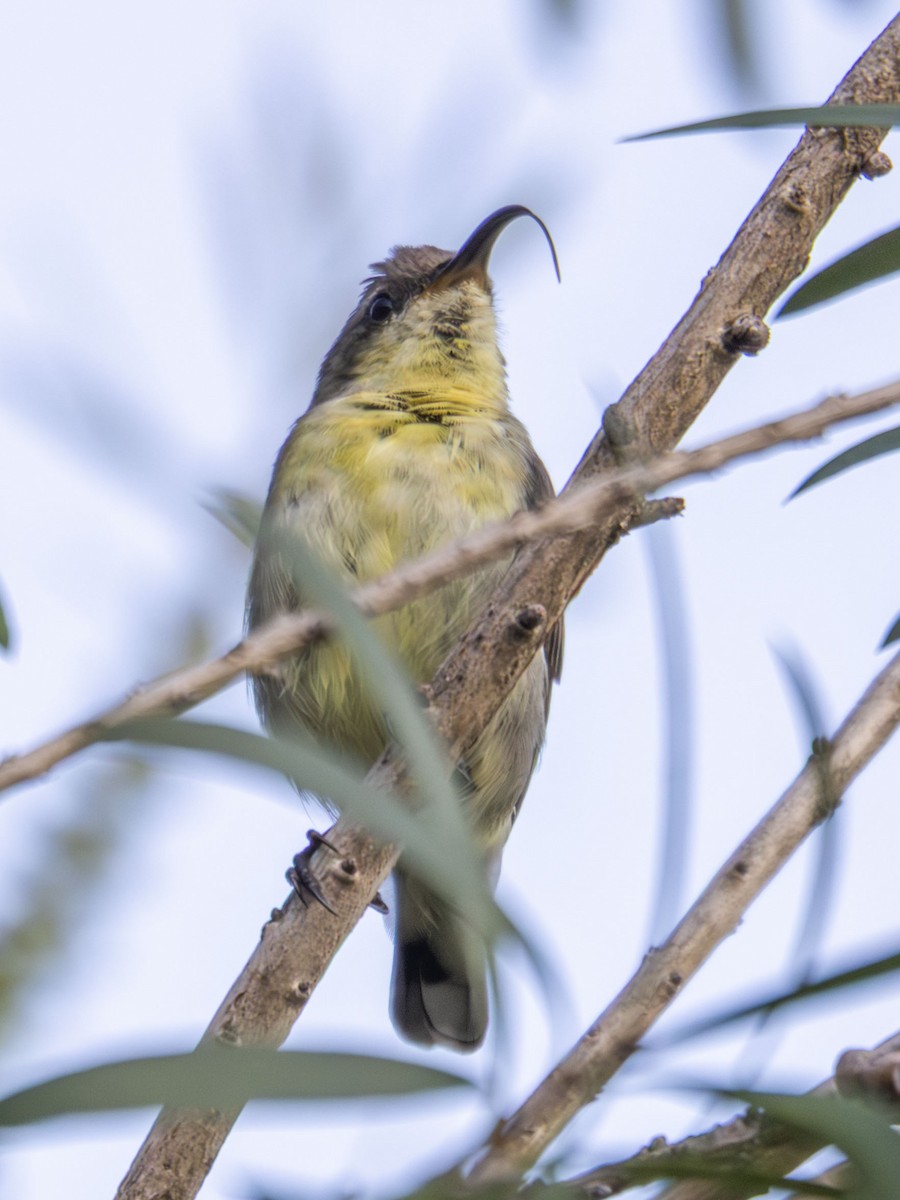 Purple Sunbird - ML643065853