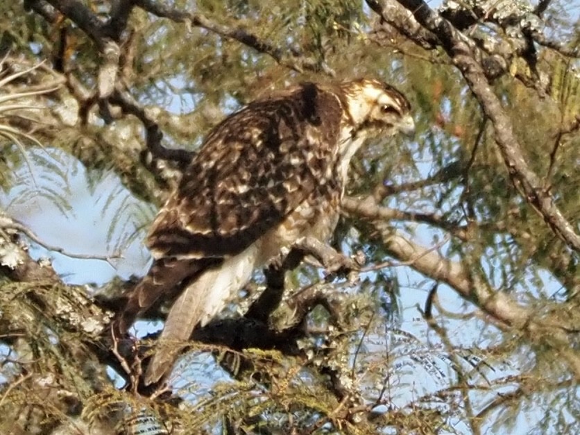 Variable Hawk - ML643065867