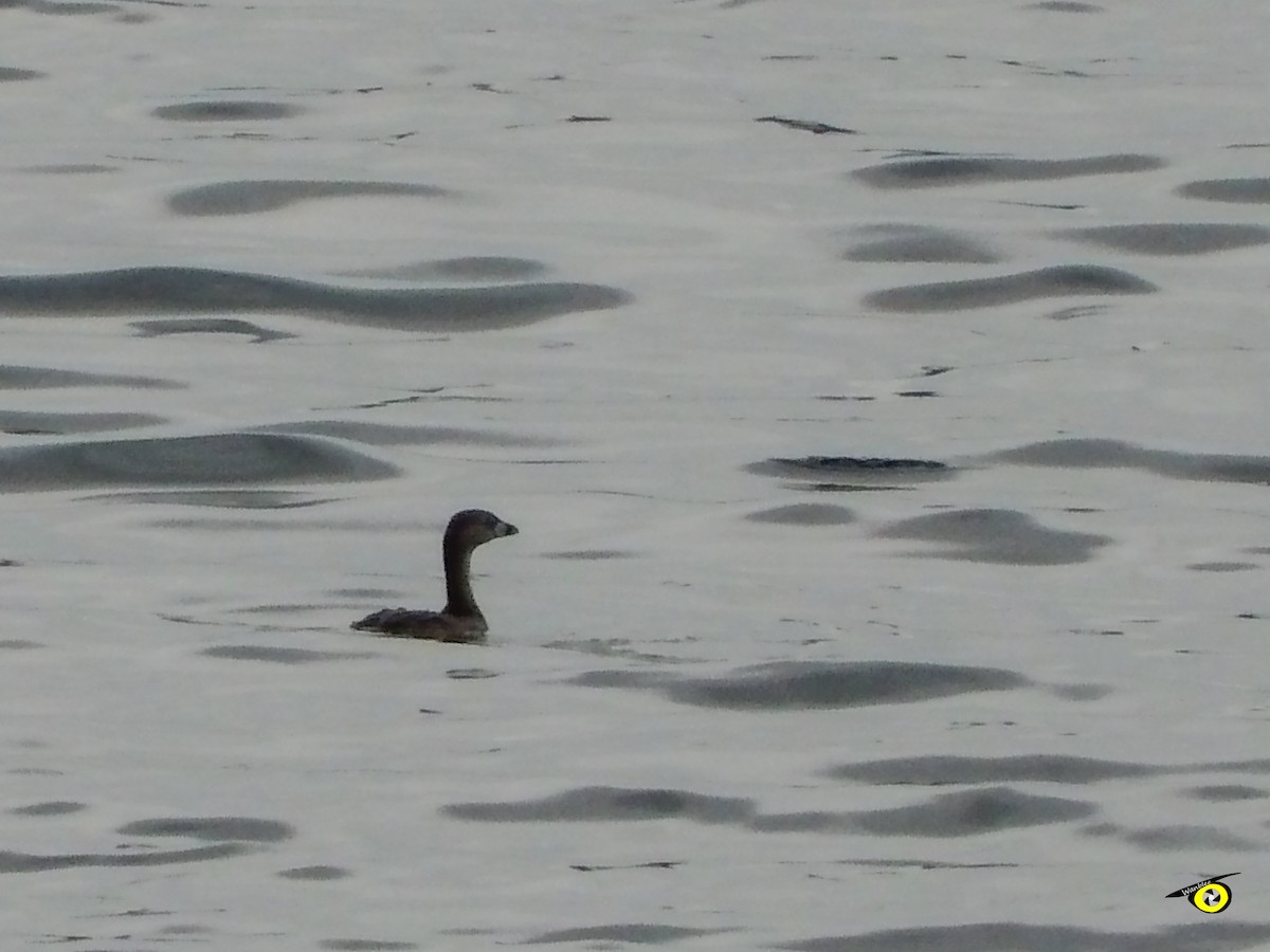 Pied-billed Grebe - ML643065868