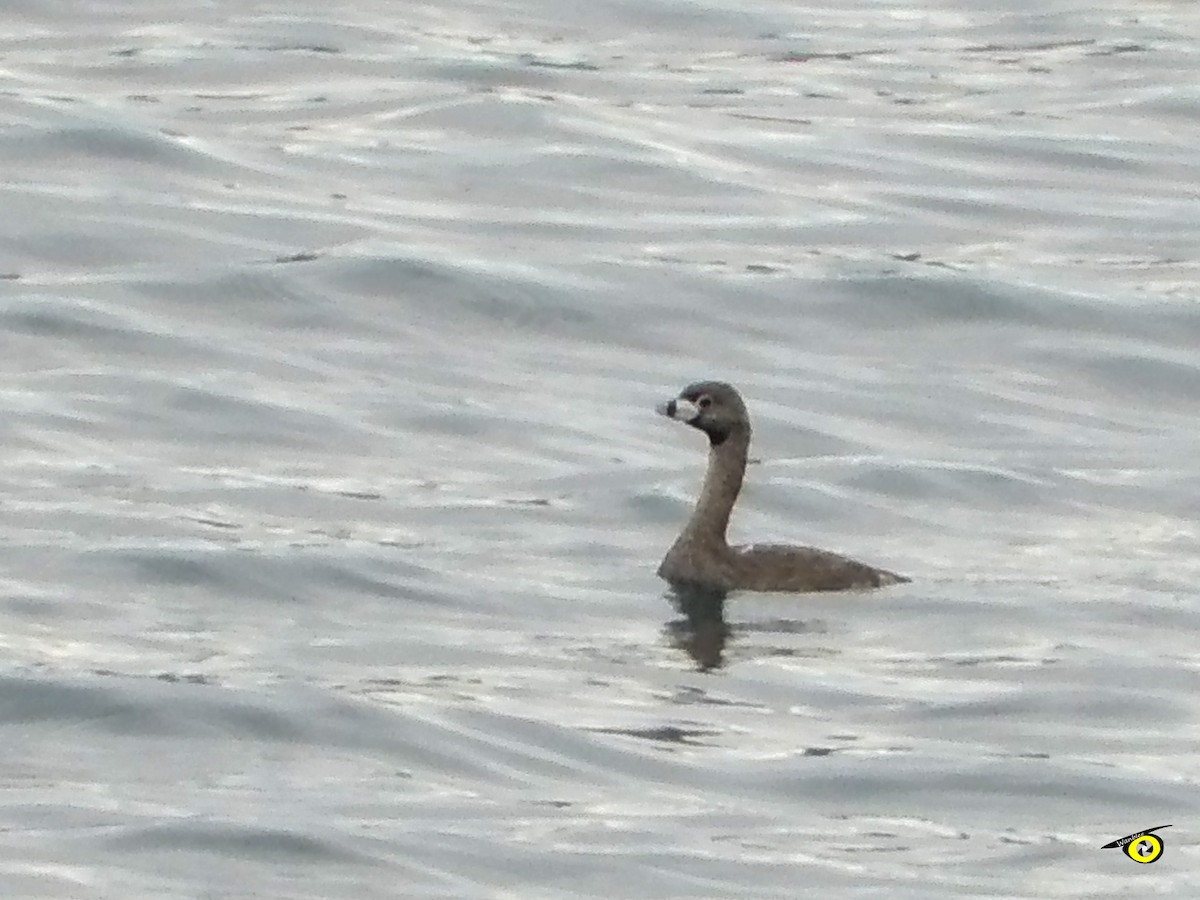 Pied-billed Grebe - ML643065869