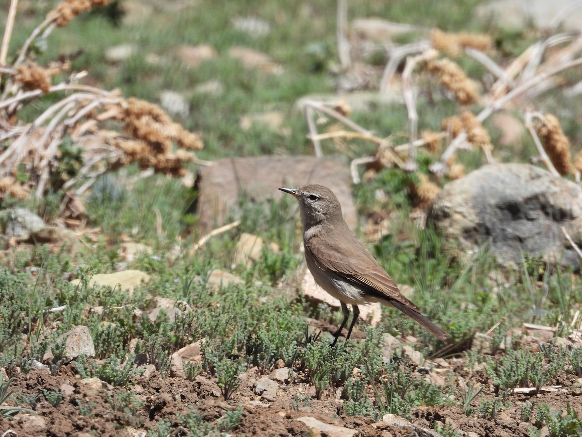Spot-billed Ground-Tyrant - ML643065886