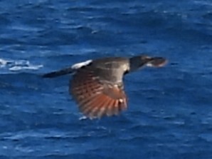 Northern Flicker (Red-shafted) - ML643065889